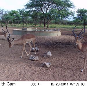 Trail Camera Namibia