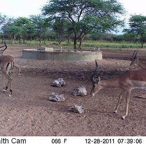 Trail Camera Namibia