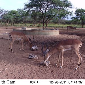 Trail Camera Namibia