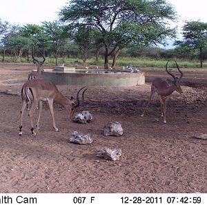 Trail Camera Namibia