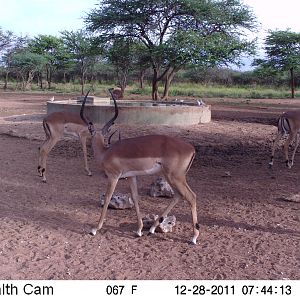 Trail Camera Namibia