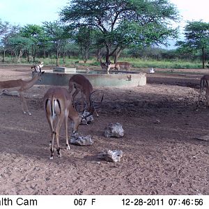 Trail Camera Namibia