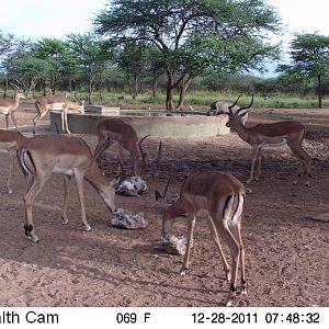 Trail Camera Namibia