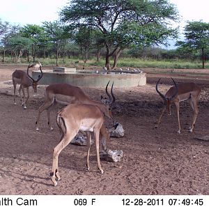 Trail Camera Namibia