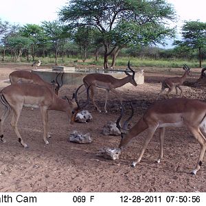 Trail Camera Namibia