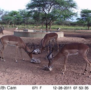 Trail Camera Namibia