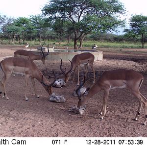 Trail Camera Namibia