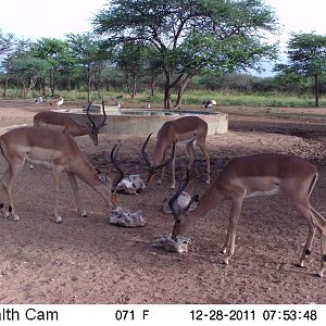 Trail Camera Namibia