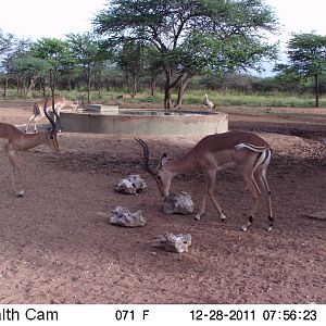 Trail Camera Namibia