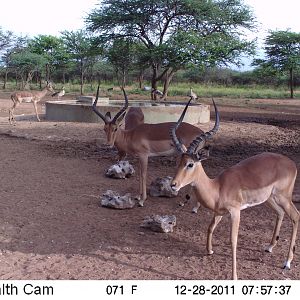 Trail Camera Namibia