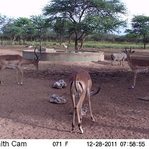 Trail Camera Namibia