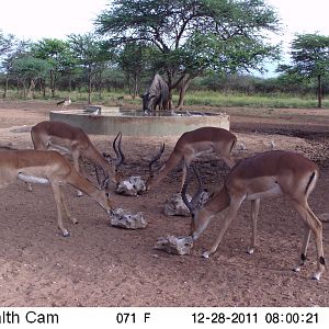 Trail Camera Namibia