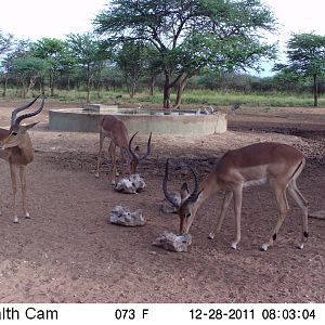 Trail Camera Namibia