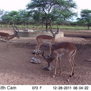 Trail Camera Namibia