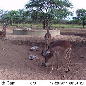 Trail Camera Namibia