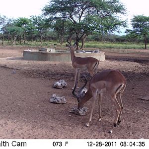 Trail Camera Namibia