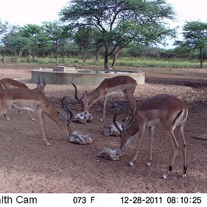 Trail Camera Namibia