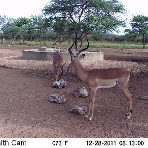 Trail Camera Namibia