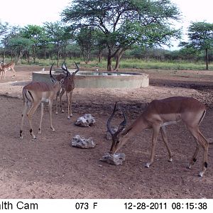 Trail Camera Namibia