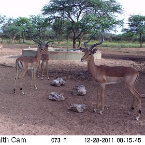 Trail Camera Namibia