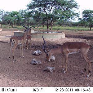 Trail Camera Namibia