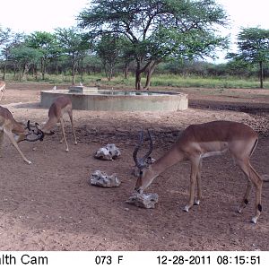 Trail Camera Namibia