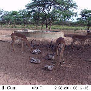 Trail Camera Namibia