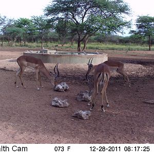 Trail Camera Namibia