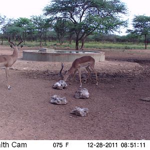 Trail Camera Namibia