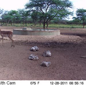 Trail Camera Namibia