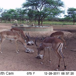 Trail Camera Namibia