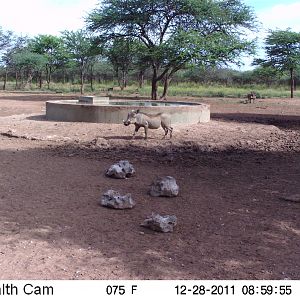 Trail Camera Namibia