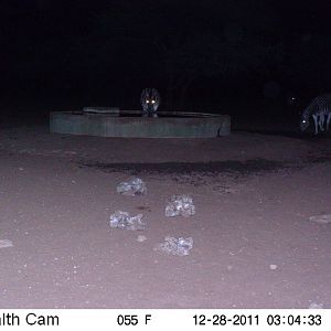 Trail Camera Namibia