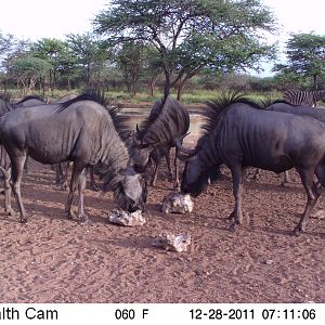 Trail Camera Namibia