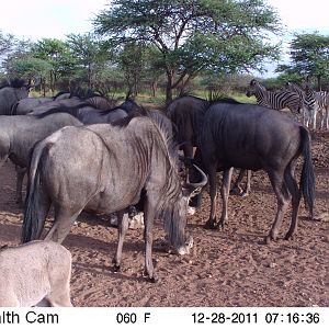 Trail Camera Namibia