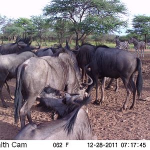 Trail Camera Namibia