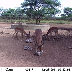 Trail Camera Namibia