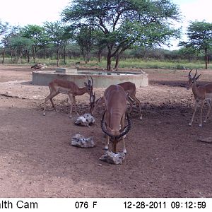 Trail Camera Namibia