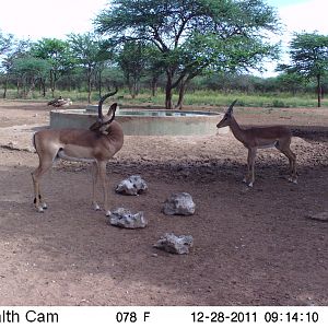 Trail Camera Namibia