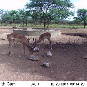 Trail Camera Namibia