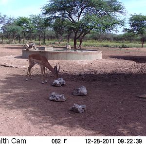 Trail Camera Namibia