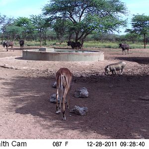 Trail Camera Namibia