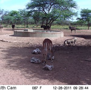 Trail Camera Namibia