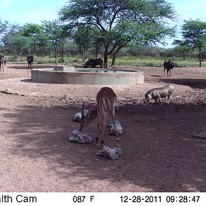 Trail Camera Namibia