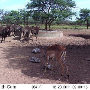 Trail Camera Namibia