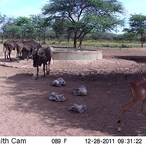 Trail Camera Namibia