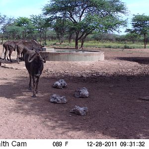 Trail Camera Namibia