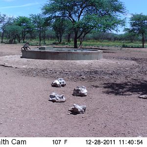 Chacma Baboon Trail Camera Namibia