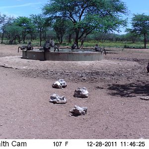 Chacma Baboon Trail Camera Namibia