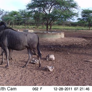 Trail Camera Namibia